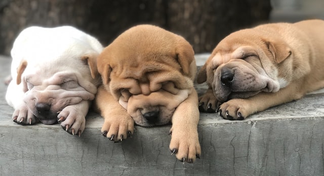 three pug dugs lying down together on the floor