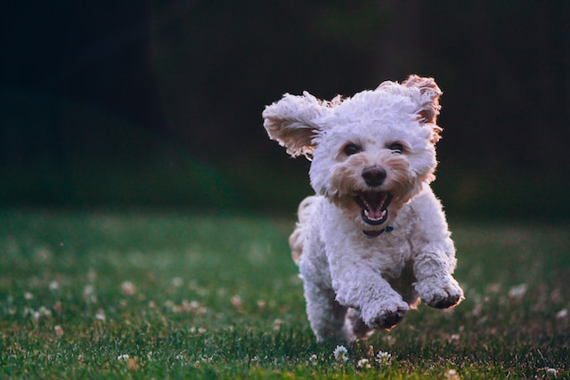 a happy dog is running in the grass