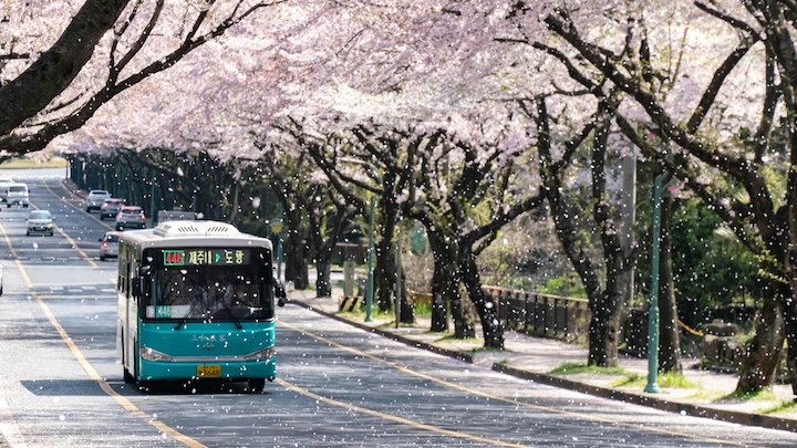 A-bus-in-the-street-with-cherry-blossom-in-jeju-island-in-korea