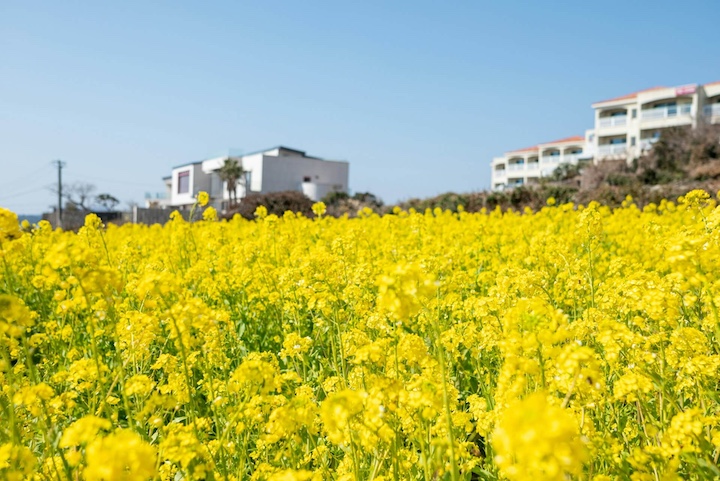 a-field-full-of-yellow-canola-flowers-next-to-a-building-in-Jeju-Island-Korea