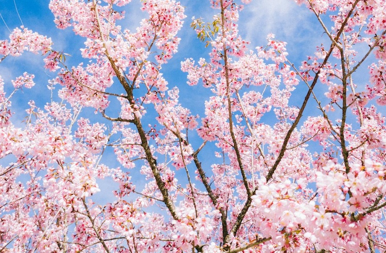 Cherry Blossoms in Busan