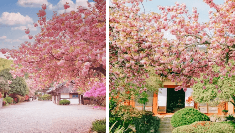 King Cherry Blossom Tour from Busan