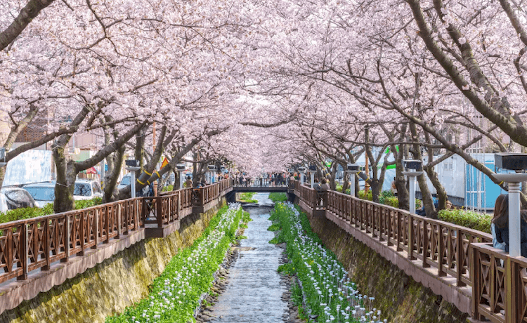 cherry-blossom-in-jinhae-cherry-blossom-festival-in-near-romance-bridge