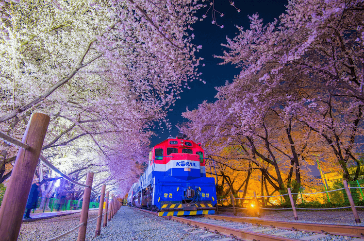 cherry-blossom-in-jinhae-cherry-blossom-festival-in-south-korea-at-night