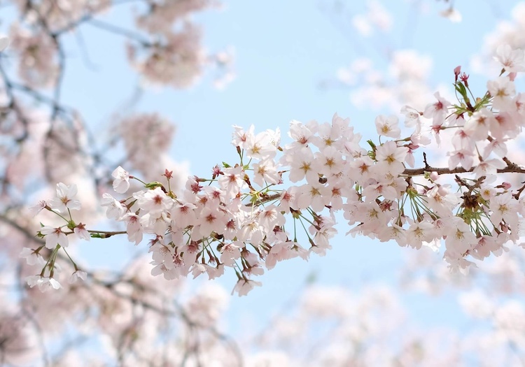 Explore the Jinhae Cherry Blossom Festival 2024 MustVisit Cherry