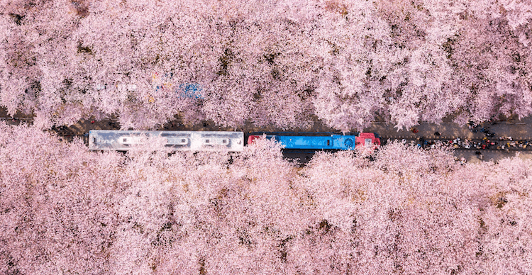 jinhae-cherry-blossom-festival-in-south-korea